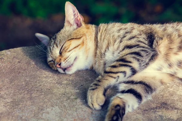 Кот, спящий во дворе — стоковое фото