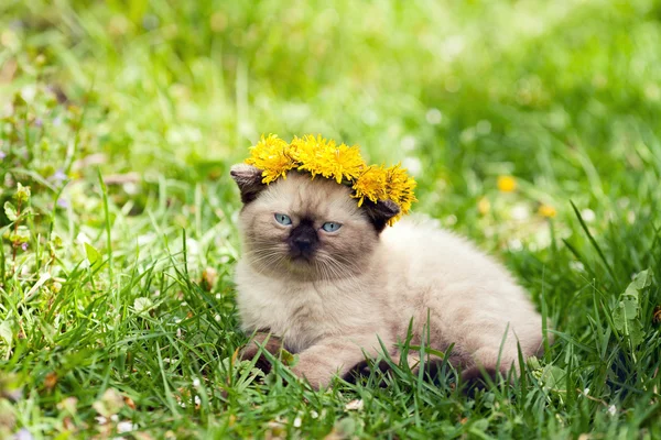 Kotě, korunován Pampeliška hlavu — Stock fotografie