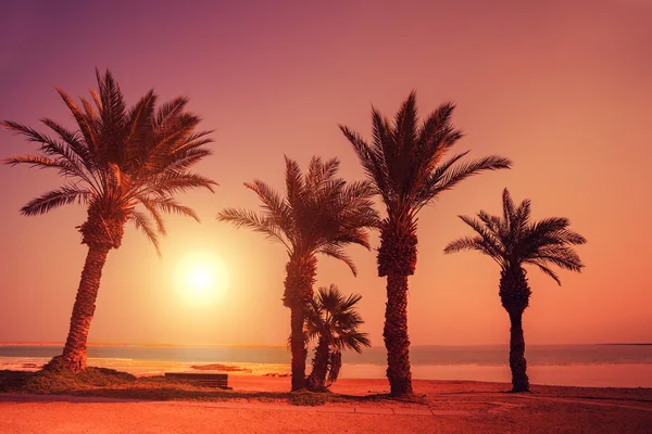 Palme sulla spiaggia al tramonto — Foto Stock