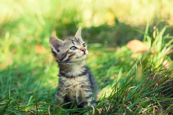 Gatito sentado en la hierba — Foto de Stock