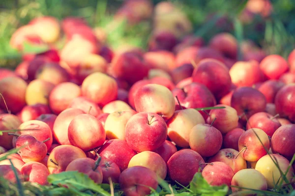 Kırmızı elmalar çimlerin üzerinde — Stok fotoğraf