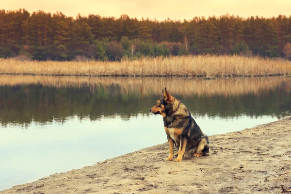 川の土手の上を歩く犬 — ストック写真