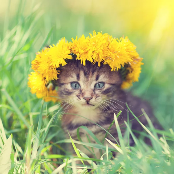 Karahindiba çiçek çelenk taç yavru kedi — Stok fotoğraf