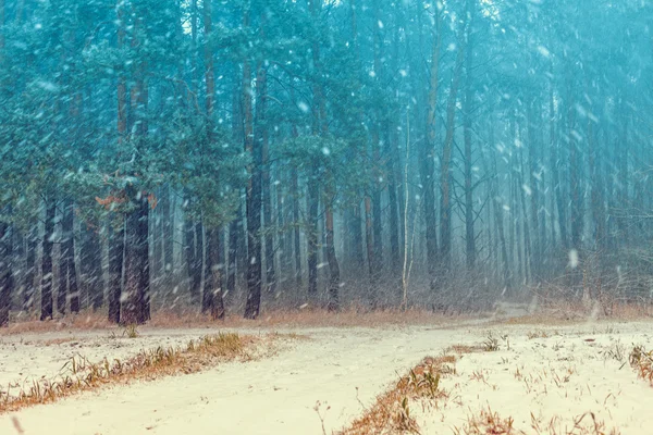 Первый снег в лесу — стоковое фото
