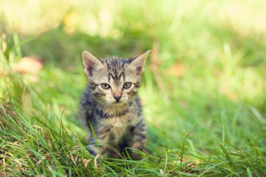 çimenlerin üzerinde yürüyüş yavru kedi
