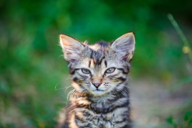 Küçük kedi yavrusu portresi