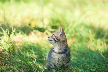 çimenlerin üzerinde yürüyüş yavru kedi