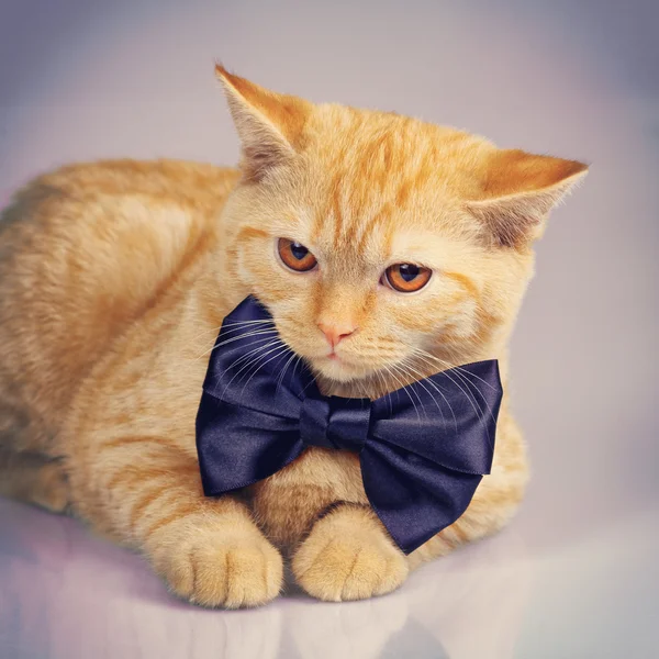Kitten wearing bow tie — Stock Photo, Image
