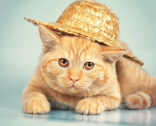 Kucing memakai topi jerami — Stok Foto