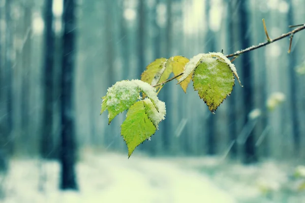 Primeira neve nas folhas verdes — Fotografia de Stock