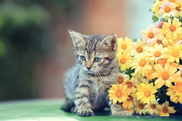用鲜花的小猫 — 图库照片