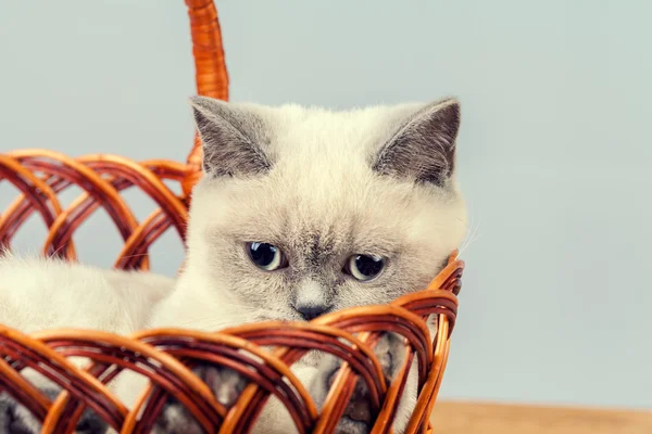 Kattunge i en korg — Stockfoto