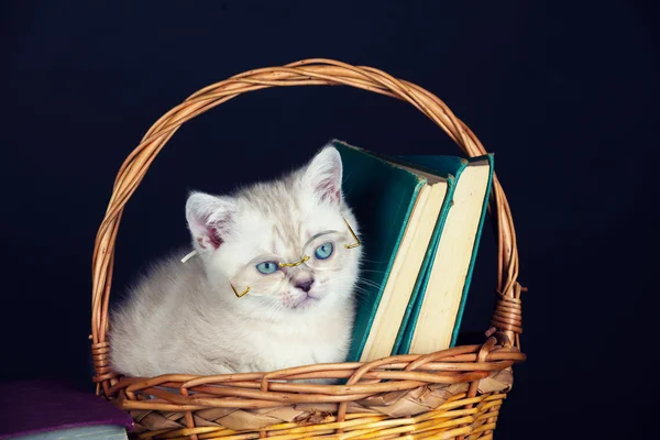 Gatito usando gafas en una cesta — Foto de Stock