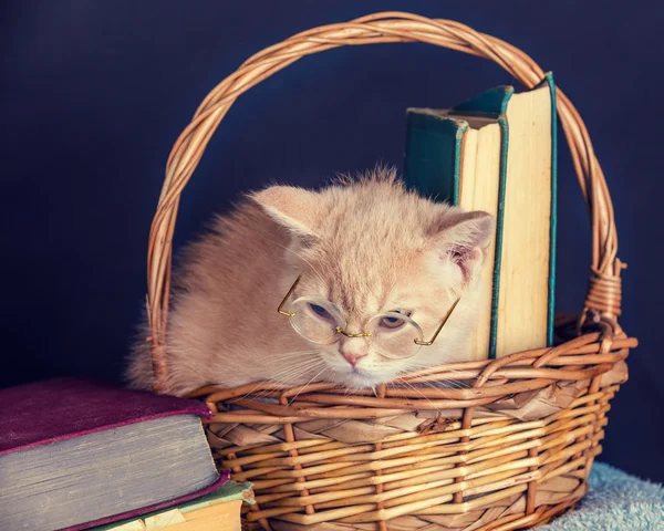 Красный котенок в очках в корзине — стоковое фото