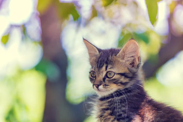 Little kitten in the garden — Stock Photo, Image