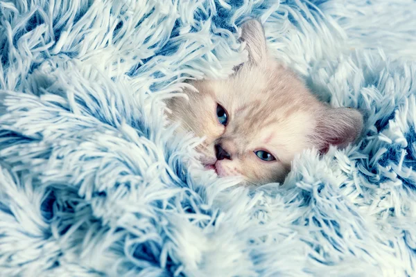 Kitten peeking out from under the blanket — Stock Photo, Image