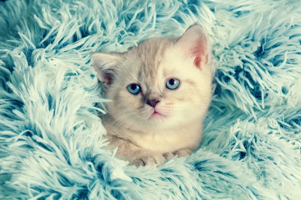 Gattino sbirciando fuori da sotto la coperta — Foto Stock