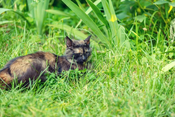 Gatto che dorme sull'erba — Foto Stock
