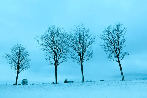 Snowy field wit trees — Stock Photo, Image