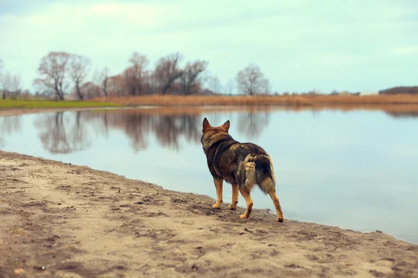 Hond wandelen op de rivieroever — Stockfoto