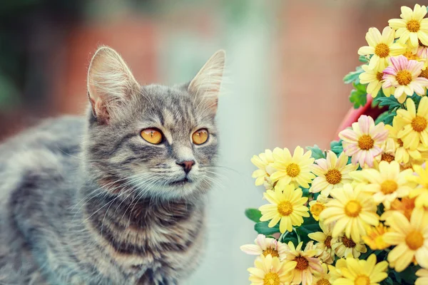 Кошка с цветами — стоковое фото
