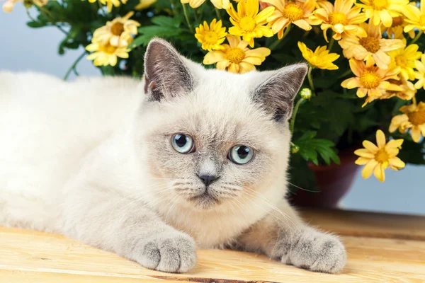 Katt med blommor — Stockfoto