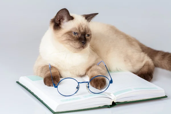 Cute business cat with glasses — Stock Photo, Image