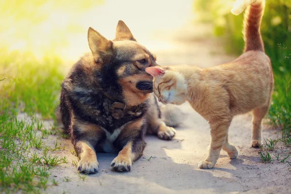 Kat wrijft hoofd tegen hond — Stockfoto