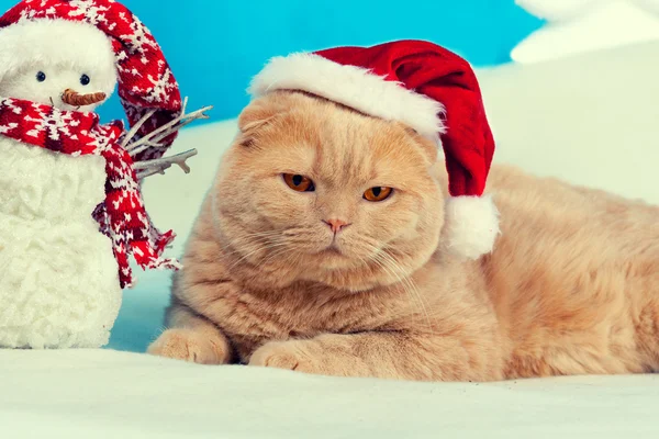 Katt bär Santa hatt — Stockfoto
