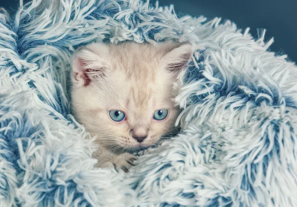 Γατάκι κρυφοκοιτάζουν έξω από κάτω από την κουβέρτα — Φωτογραφία Αρχείου