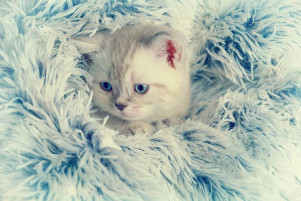 Little kitten peeking out from under the blanket — Stock Photo, Image