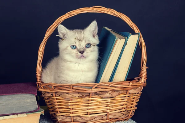Котенок сидит в корзине с книгами — стоковое фото