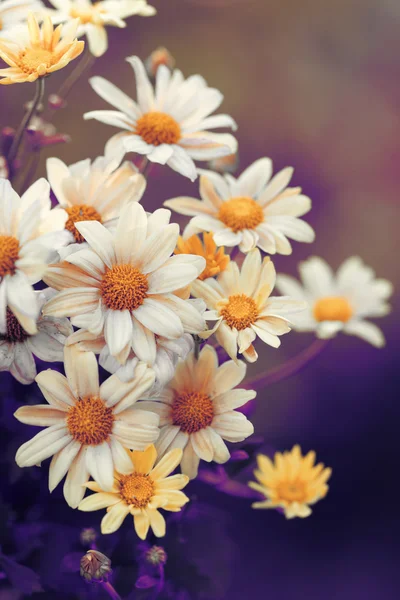 Heřmánku květiny v zahradě — Stock fotografie