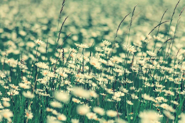 Wilde chamomile flowers — Stock Photo, Image