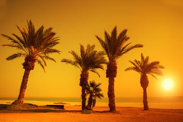 Zonsondergang over palmbomen — Stockfoto