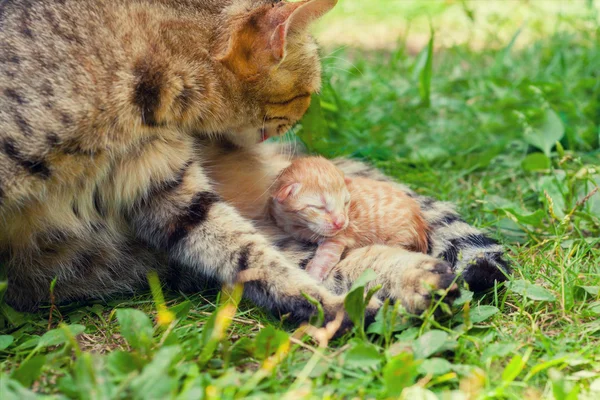 Новорожденный котенок рядом с матерью — стоковое фото