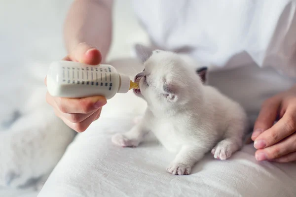 奶瓶喂养只白色小猫 — 图库照片