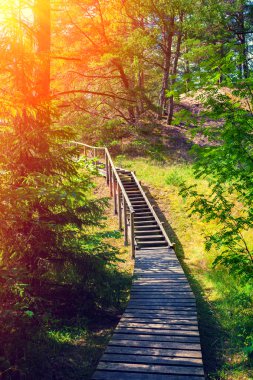 Ormandaki ahşap patika