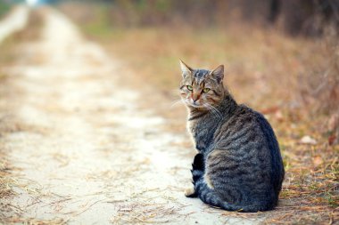 Kedi yolda oturuyor.