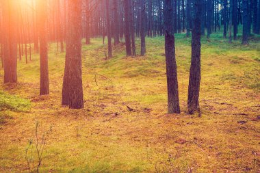 gün batımında çam ormanı