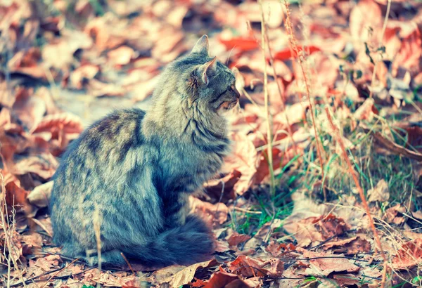 Portrait Vintage Chat Sibérien Assis Sur Les Feuilles Tombées Automne — Photo