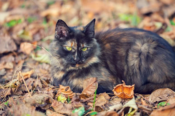 Tortuga Gato Sentado Las Hojas Caídas Otoño — Foto de Stock