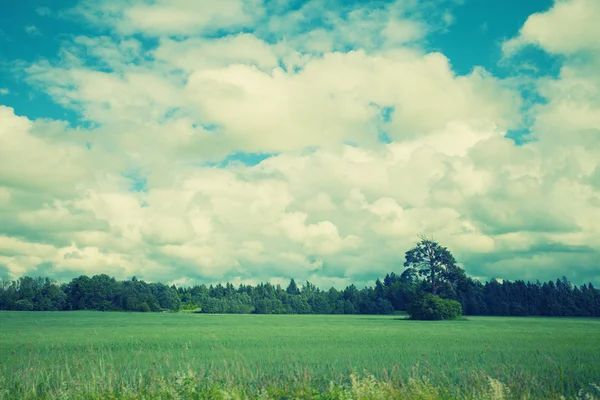 Green wheat field — Stock Photo, Image