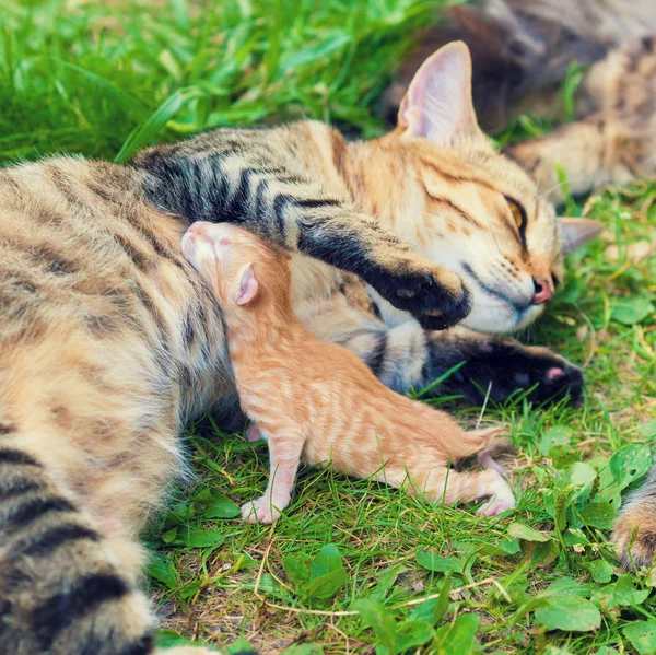 Recién Nacido Gatito Rojo Cerca Madre Gato —  Fotos de Stock