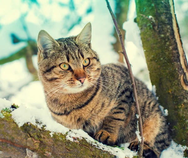 Cat on the snowy tree — Stock Photo, Image