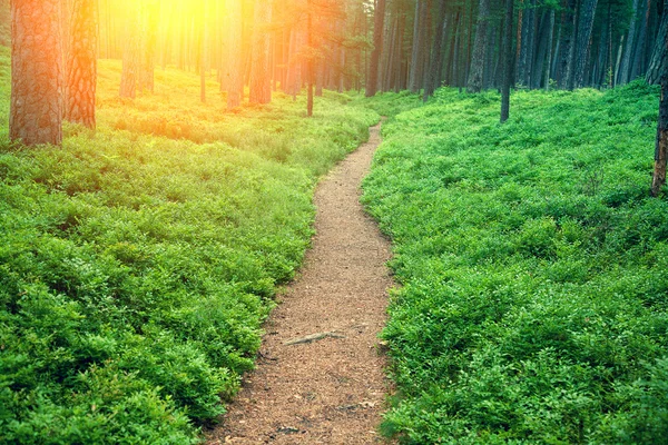 Arándanos arbustos en el bosque de pinos — Foto de Stock