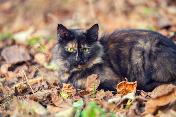 Gato sentado nas folhas caídas — Fotografia de Stock