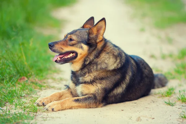 Pes, relaxaci na čerstvém vzduchu — Stock fotografie