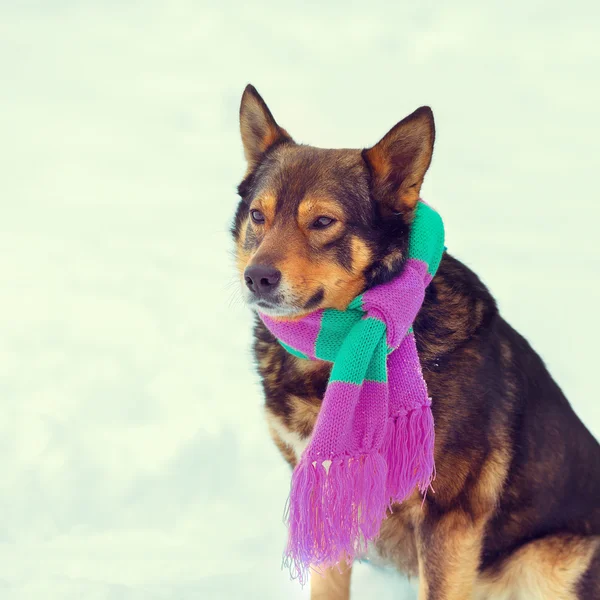 Dog wearing scarf — Stock Photo, Image