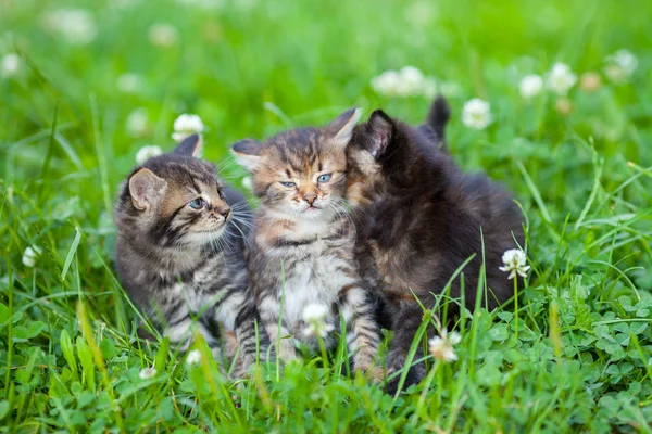 Três gatinhos — Fotografia de Stock